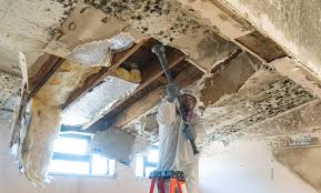 Best Attic Mold Removal  in East Newark, NJ